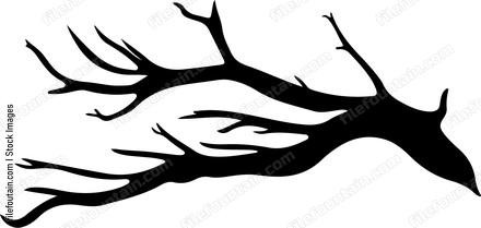 Driftwood