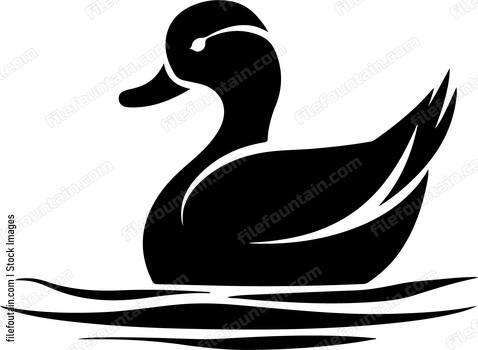 Duck floating on water