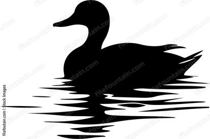 Duck floating on water