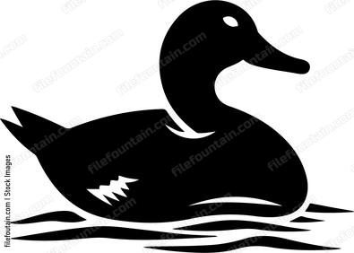 Duck floating on water