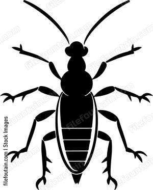 Earwig Insect