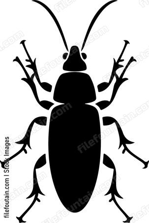 Earwig Insect