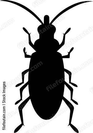Earwig Insect