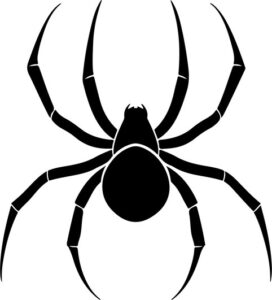 European Garden Spider