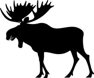 European Moose
