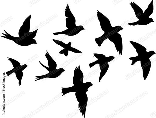 Flock Of Birds