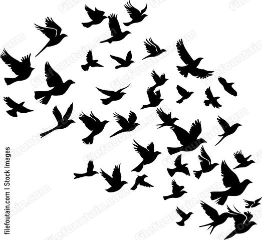 Flock Of Birds