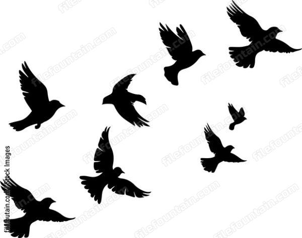 Flock Of Birds