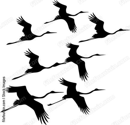 Flock Of Cranes