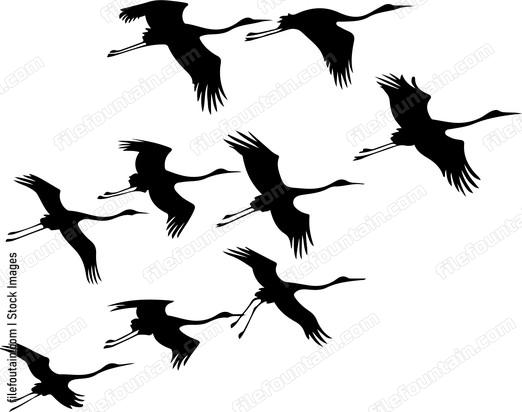 Flock Of Cranes Silhouette