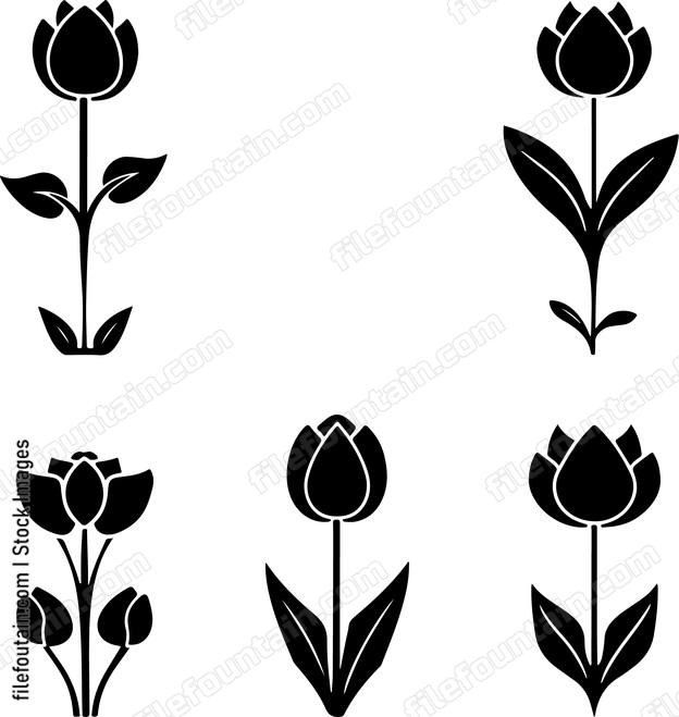 Flower Bulbs All Stages