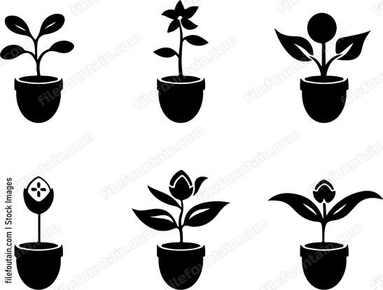 Flower Bulbs All Stages