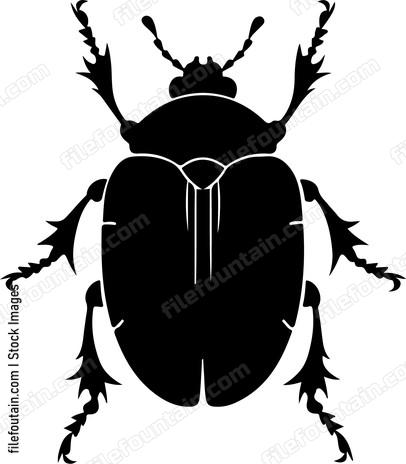Flower Chafer