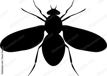 Fly