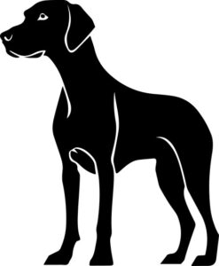 German Shorthaired Pointer