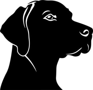 German Shorthaired Pointer