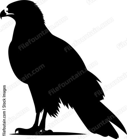 Hawk