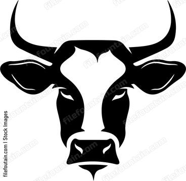 Heifer