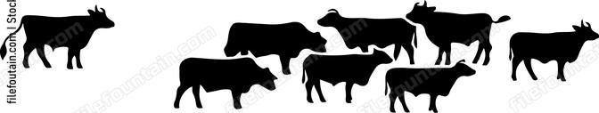 Herd Of Cattle