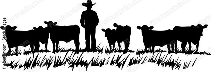 Herd Of Cows And Cowboy