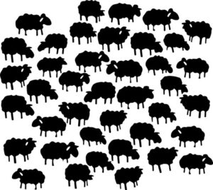 Herd Of Sheep