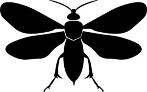 Insect Wings