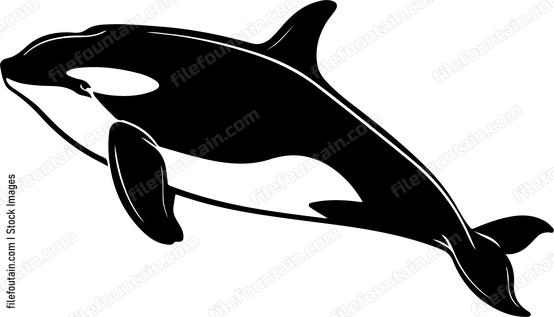 Killer Whale