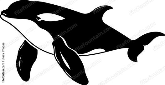 Killer Whale