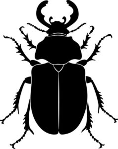 Large beetle with pincers