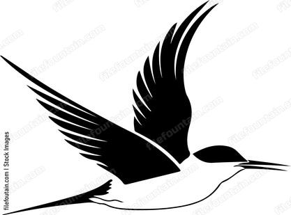 Least Tern