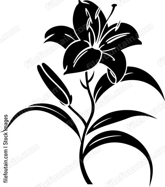 Lily Flowers