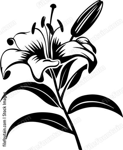 Lily Flowers