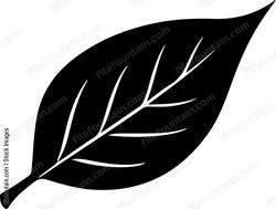 Long Leaf