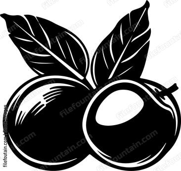 Macadamia Nuts