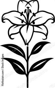 Madonna Lily