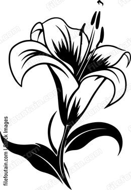 Madonna Lily