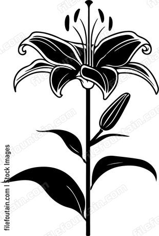 Madonna Lily
