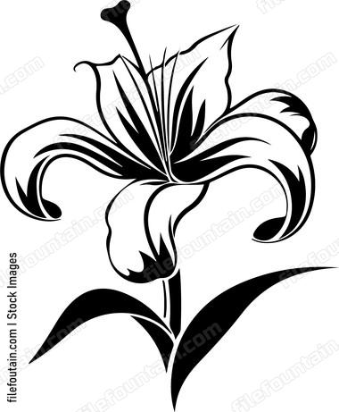 Madonna Lily