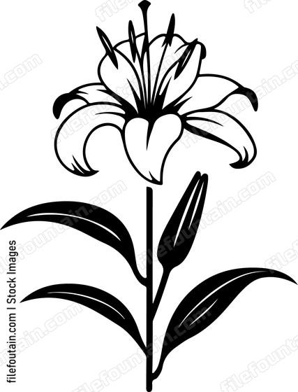 Madonna Lily