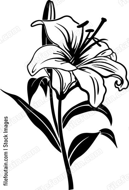 Madonna Lily