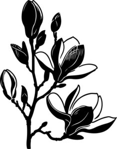 Magnolia