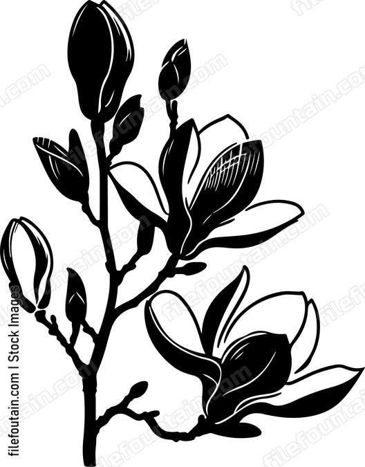 Magnolia