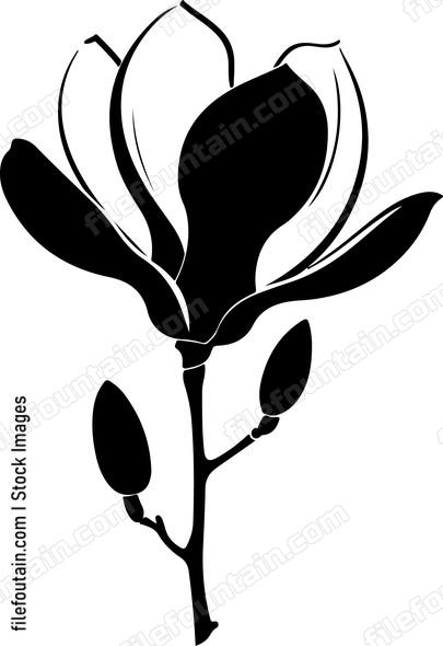 Magnolia
