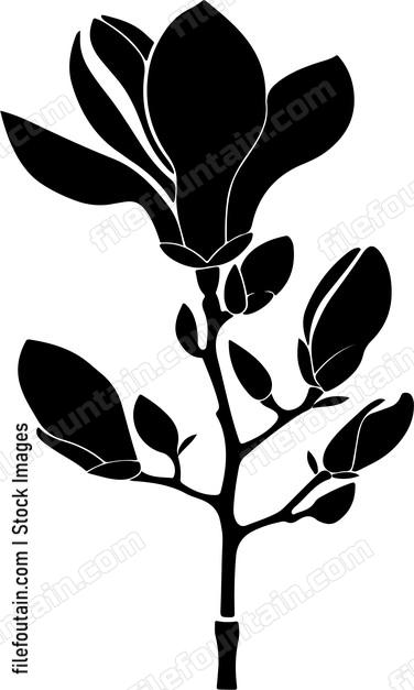 Magnolia