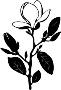 Magnolia