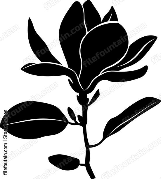 Magnolia