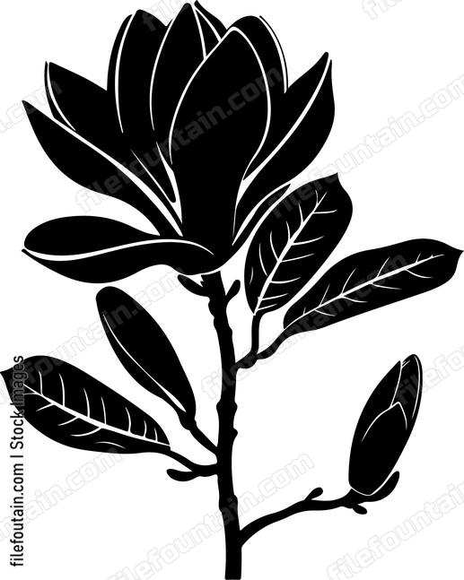 Magnolia