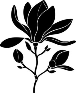 Magnolia Flower Bloom