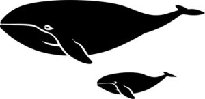 Mama Whale And Baby