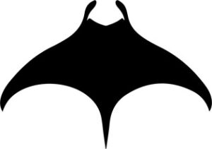 Manta Ray